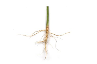 Beyaz arkaplanda izole edilmiş ağaç kökleri.