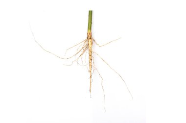 Beyaz arkaplanda izole edilmiş ağaç kökleri.