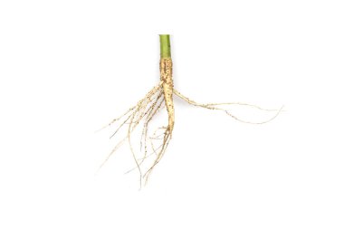 Beyaz arkaplanda izole edilmiş ağaç kökleri.