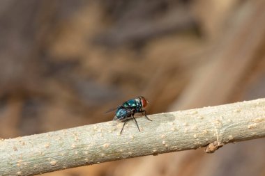 Bluebottle Fly resmi çeşitli kanalizasyonlarda yaygın olan büyük sineklerden biridir..  