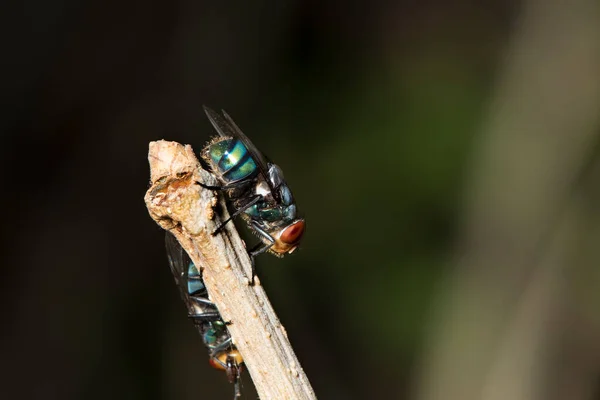 Picture Bluebottle Fly One Large Flies Common Communities Various Sewage — Stock Photo, Image