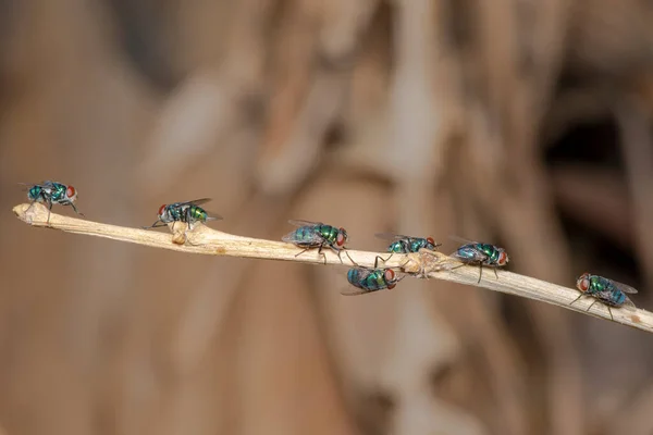 Picture Bluebottle Fly Один Великих Мух Які Поширені Громадах Різними — стокове фото