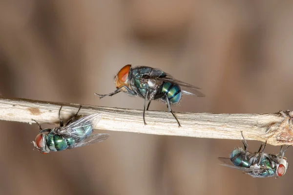 Picture Bluebottle Fly Один Великих Мух Які Поширені Громадах Різними — стокове фото