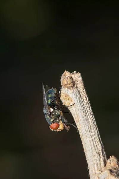 Photo Mouche Bluebottle Est Une Des Grandes Mouches Qui Sont — Photo