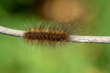 Yakın çekim bir makro, körfez dost tırtılı görüntüsü, dallarında beyaz lekeler olan kahverengi tırtıl..
