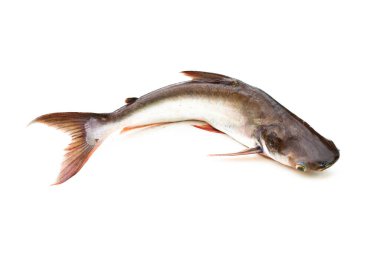 Catfish, Siriped Catfish, Pangasianodon hypophthalmus, beyaz arka planda izole edilmiş.. 