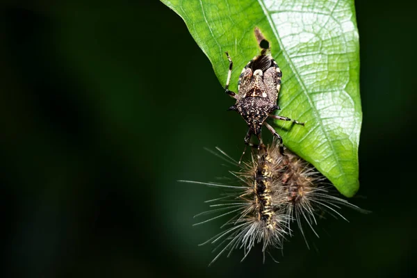 Barberos Katil Böceği Bir Kelebek Tırtılını Öldürüyor — Stok fotoğraf