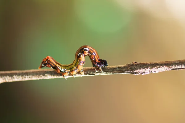 Macro Primo Piano Immagine Isolata Bruco Ritillare Del Golfo Bruco — Foto Stock