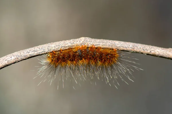 Eine Nahaufnahme Makro Isolierte Bild Einer Golf Fritillary Caterpillar Braune — Stockfoto