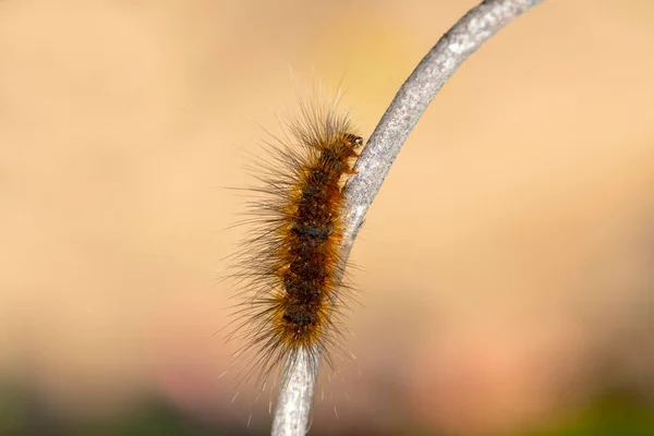 Closeup Macro Isolated Image Gulf Fritillary Caterpillar Brown Caterpillar White — Stock Photo, Image