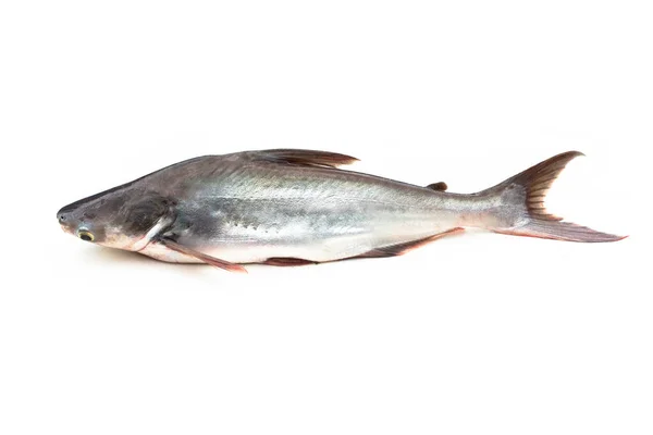 Γατόψαρο Siriped Catfish Pangasianodon Hypophthalmus Απομονωμένο Λευκό Φόντο — Φωτογραφία Αρχείου