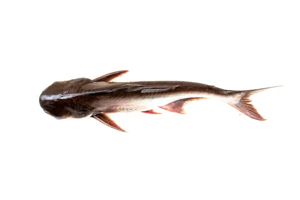Havskatt Siriped Catfish Pangasianodon Hypophthalmus Isolerad Den Vita Bakgrunden — Stockfoto