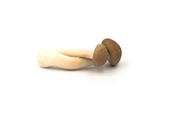 在白色背景上隔离的褐色山楂蘑菇 — 图库照片