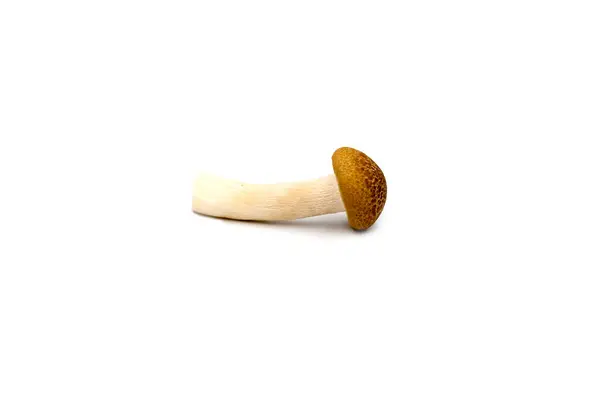 在白色背景上隔离的褐色山楂蘑菇 — 图库照片