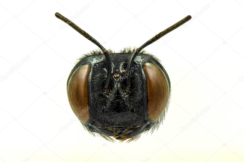 Head of Carpenter bees,Xylocopa latipes,isolated on white background.