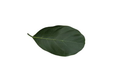 Bitkide mineral eksikliği, nitrojen eksikliği, potasyum eksikliği, demir eksikliği kloroz, beyaz arka planda hastalıklı sarı yaprak yaprağı.