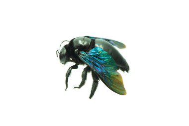 Bumblebee - Beyaz arkaplanda izole edilmiş Xylocopa ihlali