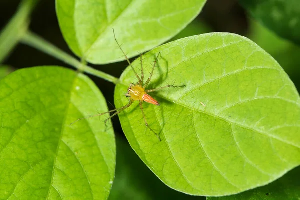 Dies Ist Eine Haarige Spinnenart Und Ein Teil Der Familie — Stockfoto