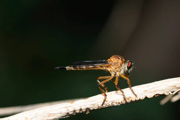 Фотография Природы Rober Fly Ест Насекомых Прячущихся Темно Коричневых Ветвях — стоковое фото