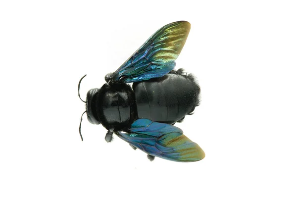 Űrdongó Xylocopa Violacea Elszigetelt Fehér Alapon — Stock Fotó
