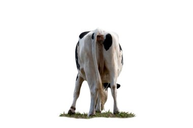 Beyaz arkaplanda siyah ve beyaz inek görüntüsü izole.