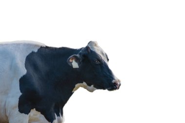 Beyaz arkaplanda siyah beyaz inek görüntüsü.