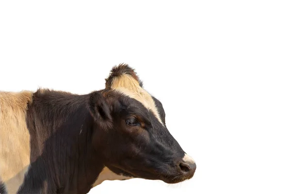 Gros Plan Vue Latérale Une Tête Vache Isolée Sur Fond — Photo