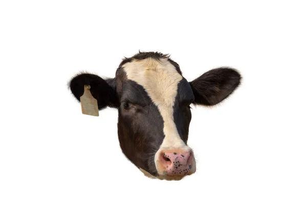 Close Side View Cow Head Isolated White Background — Stock Photo, Image