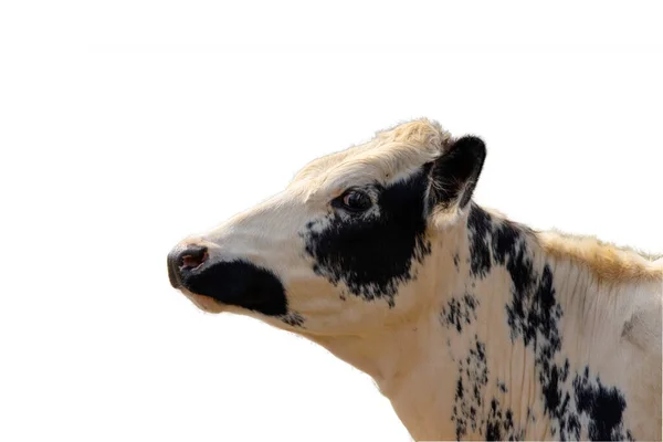 在白色背景下隔离的奶牛头的近景 — 图库照片