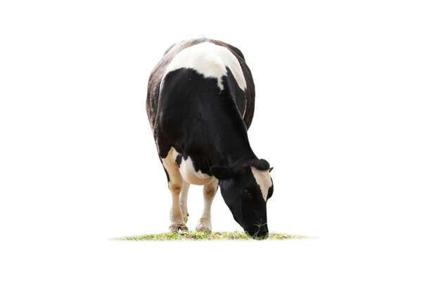 Black and white cow image  in front  isolated on the white background.