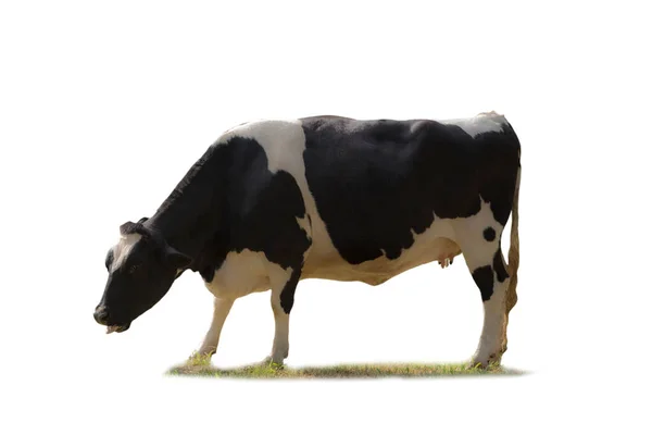 Черно Белое Изображение Коровы Белом Фоне — стоковое фото