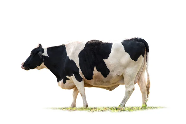 Image Vache Noire Blanche Isolée Sur Fond Blanc — Photo