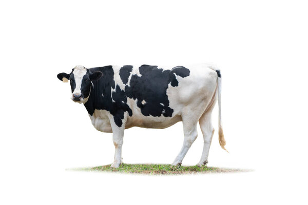 Black and white cow image  isolated on the white background.