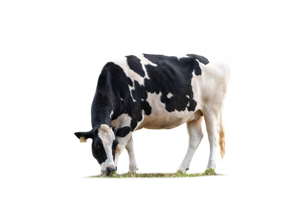 Black and white cow image  isolated on the white background.