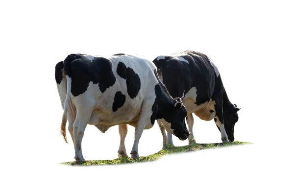 Чорно Біле Зображення Корови Ізольоване Білому Тлі — стокове фото