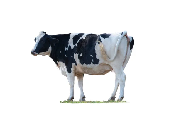 Imagem Vaca Preta Branca Isolada Fundo Branco — Fotografia de Stock