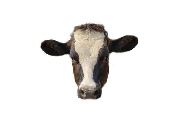 Close Side View Cow Head Isolated White Background — Stock Photo, Image