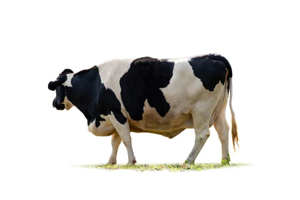Black White Cow Image Isolated White Background — Stock Photo, Image