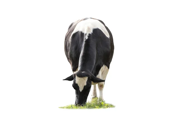 Black White Cow Image Front Isolated White Background — Stock Photo, Image