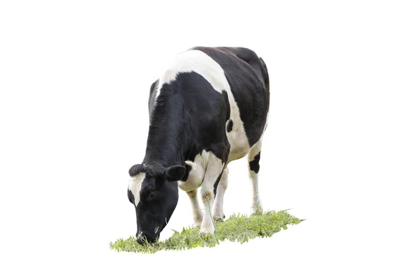 Черно Белое Изображение Коровы Спереди Белом Фоне — стоковое фото
