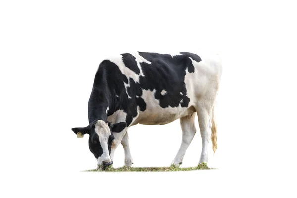 Black White Cow Image Isolated White Background — Stock Photo, Image