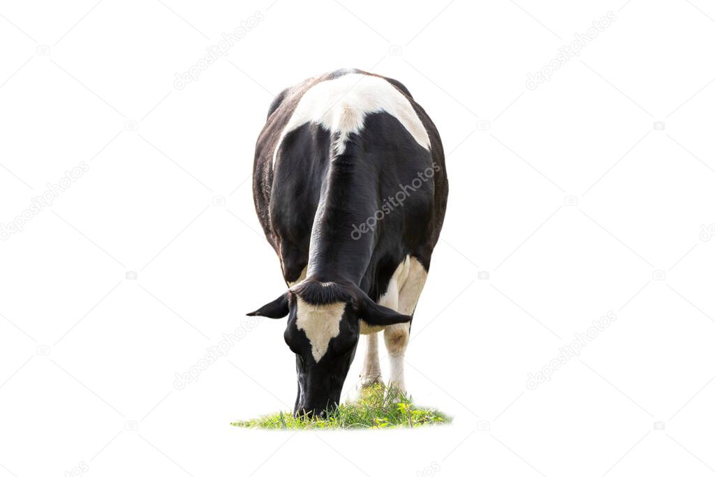 Black and white cow image  in front  isolated on the white background.