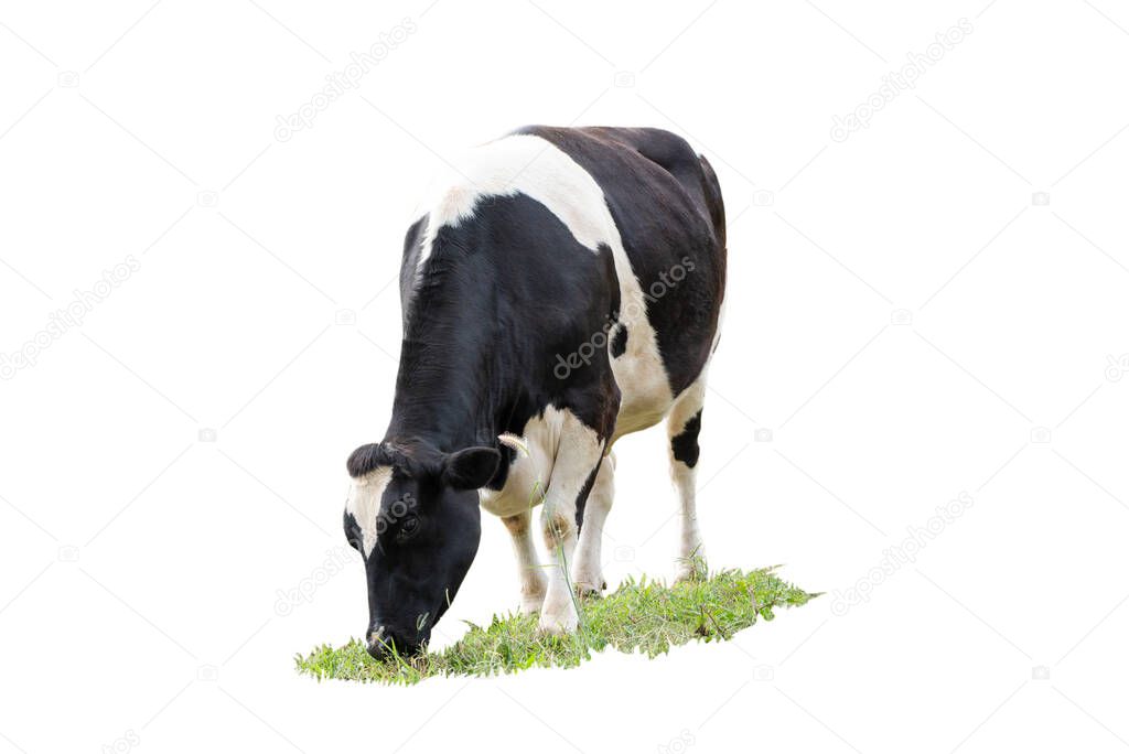 Black and white cow image  in front  isolated on the white background.