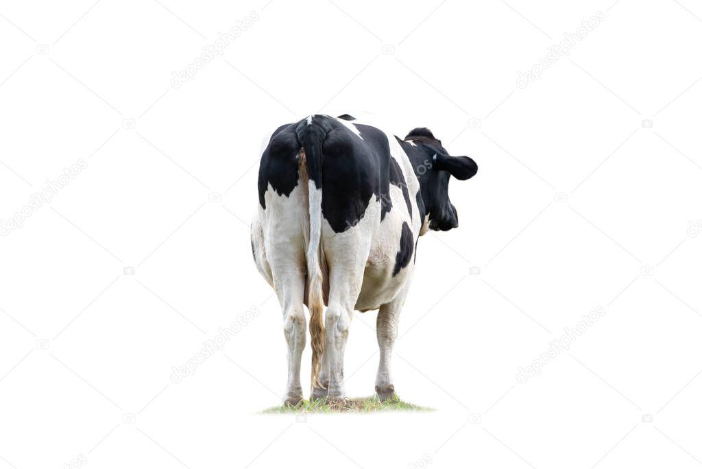 Black and white cow image back view isolated on the white background.