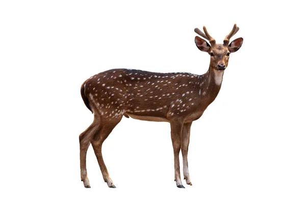 Spotted Deer Cute Spotted Fallow Deer Isolated White Background — Stock Photo, Image