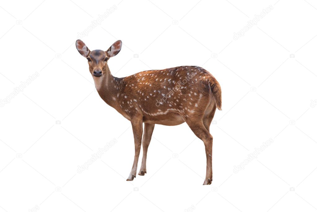Spotted deer,Cute spotted fallow deer isolated on the white background. 