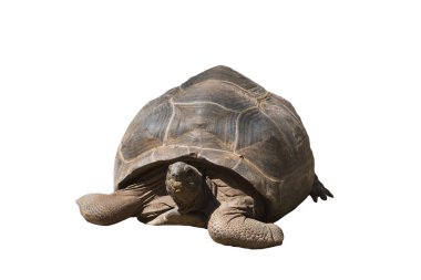 Beyaz arka planda Afrika kaplumbağa, kaplumbağa (Centrochelys sulcata) türleri izole edilmiştir..