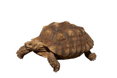 Beyaz arka planda Afrika kaplumbağa, kaplumbağa (Centrochelys sulcata) türleri izole edilmiştir..
