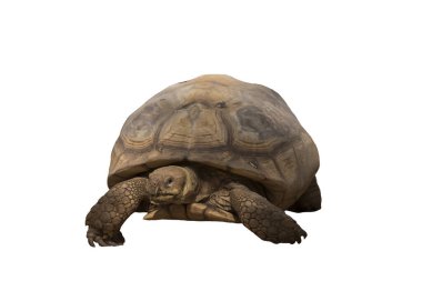 Beyaz arka planda Afrika kaplumbağa, kaplumbağa (Centrochelys sulcata) türleri izole edilmiştir..