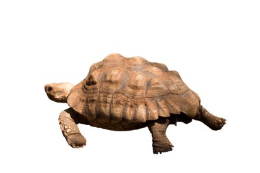 Beyaz arka planda Afrika kaplumbağa, kaplumbağa (Centrochelys sulcata) türleri izole edilmiştir..
